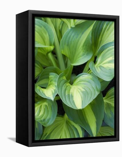 Hosta 'Joyce Trott'-Clive Nichols-Framed Premier Image Canvas