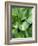 Hosta 'Joyce Trott'-Clive Nichols-Framed Photographic Print