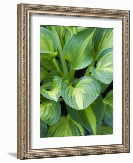 Hosta 'Joyce Trott'-Clive Nichols-Framed Photographic Print