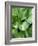 Hosta 'Joyce Trott'-Clive Nichols-Framed Photographic Print