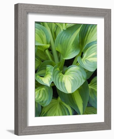 Hosta 'Joyce Trott'-Clive Nichols-Framed Photographic Print