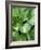 Hosta 'Joyce Trott'-Clive Nichols-Framed Photographic Print