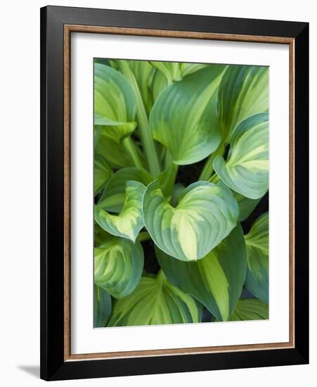 Hosta 'Joyce Trott'-Clive Nichols-Framed Photographic Print