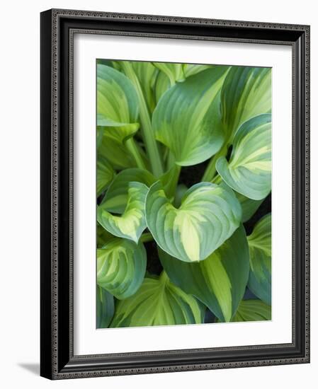 Hosta 'Joyce Trott'-Clive Nichols-Framed Photographic Print