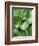 Hosta 'Joyce Trott'-Clive Nichols-Framed Photographic Print