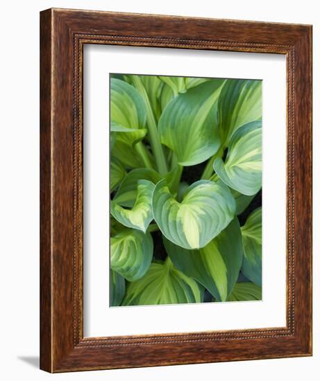 Hosta 'Joyce Trott'-Clive Nichols-Framed Photographic Print