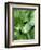 Hosta 'Joyce Trott'-Clive Nichols-Framed Photographic Print