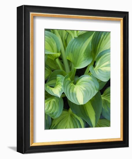 Hosta 'Joyce Trott'-Clive Nichols-Framed Photographic Print