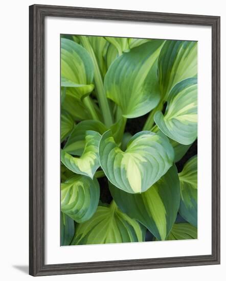 Hosta 'Joyce Trott'-Clive Nichols-Framed Photographic Print