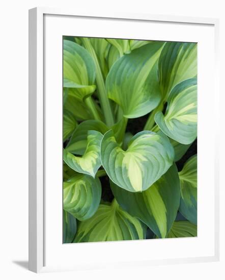 Hosta 'Joyce Trott'-Clive Nichols-Framed Photographic Print