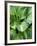 Hosta 'Joyce Trott'-Clive Nichols-Framed Photographic Print