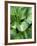 Hosta 'Joyce Trott'-Clive Nichols-Framed Photographic Print