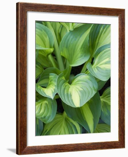 Hosta 'Joyce Trott'-Clive Nichols-Framed Photographic Print