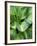 Hosta 'Joyce Trott'-Clive Nichols-Framed Photographic Print