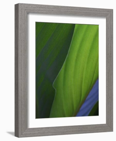 Hosta Leaf Abstract-Anna Miller-Framed Photographic Print