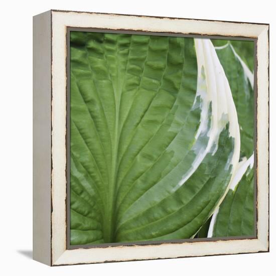 Hosta Leaf Closeup-Anna Miller-Framed Premier Image Canvas