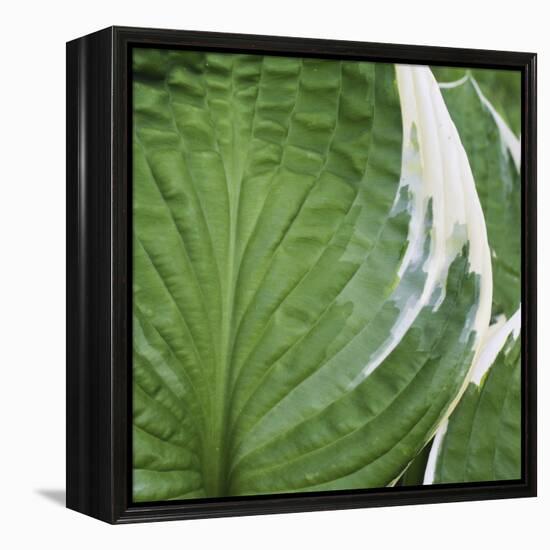 Hosta Leaf Closeup-Anna Miller-Framed Premier Image Canvas