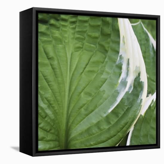 Hosta Leaf Closeup-Anna Miller-Framed Premier Image Canvas