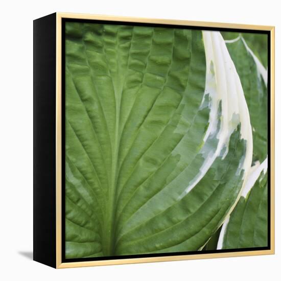 Hosta Leaf Closeup-Anna Miller-Framed Premier Image Canvas