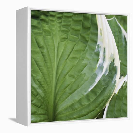 Hosta Leaf Closeup-Anna Miller-Framed Premier Image Canvas