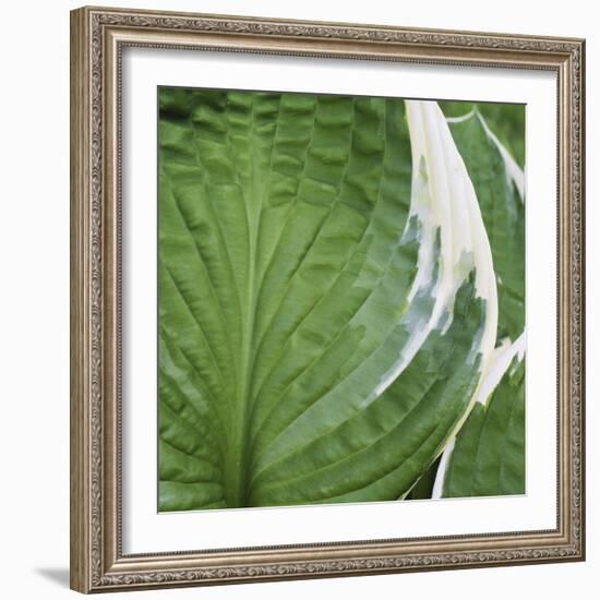 Hosta Leaf Closeup-Anna Miller-Framed Photographic Print