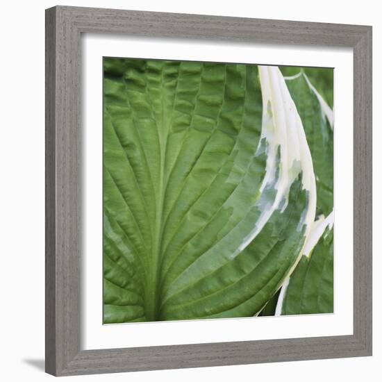 Hosta Leaf Closeup-Anna Miller-Framed Photographic Print