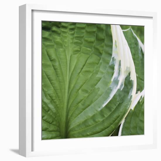 Hosta Leaf Closeup-Anna Miller-Framed Photographic Print