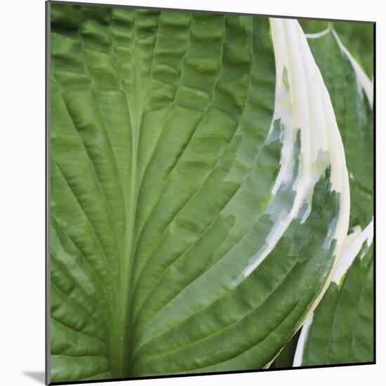 Hosta Leaf Closeup-Anna Miller-Mounted Photographic Print