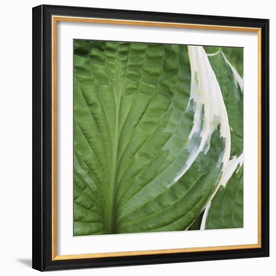 Hosta Leaf Closeup-Anna Miller-Framed Photographic Print