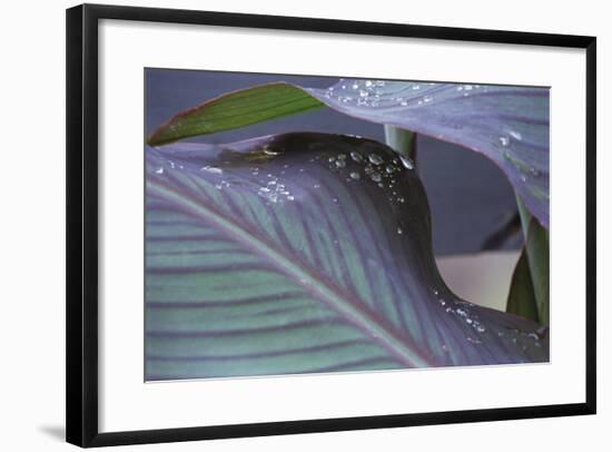 Hosta Leaf with Dew Drops Close Up.-Anna Miller-Framed Photographic Print