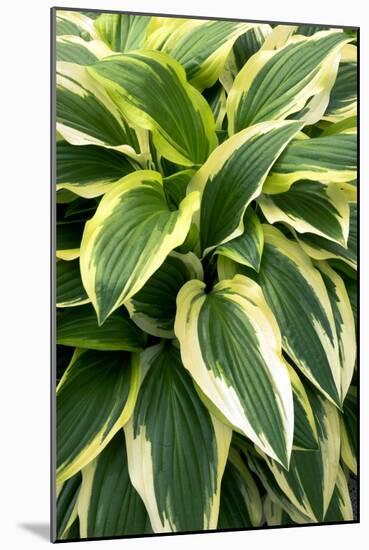 Hosta 'Yellow Splash Rim'-Adrian Thomas-Mounted Photographic Print