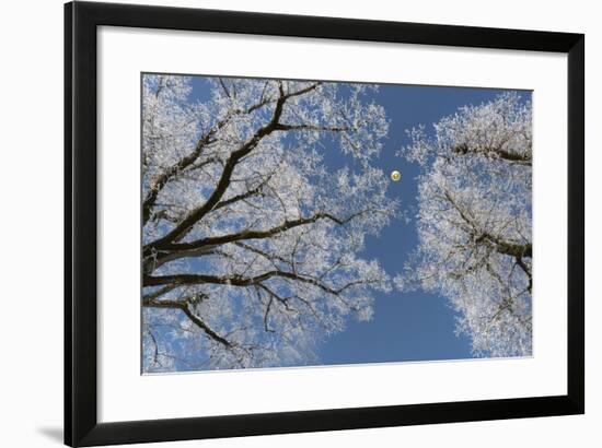 Hot-Air Balloon, Tree, Waltenhofen, Schwangau, Allgau, Bavaria, Germany-Rainer Mirau-Framed Photographic Print