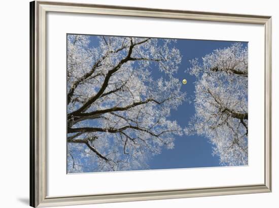 Hot-Air Balloon, Tree, Waltenhofen, Schwangau, Allgau, Bavaria, Germany-Rainer Mirau-Framed Photographic Print