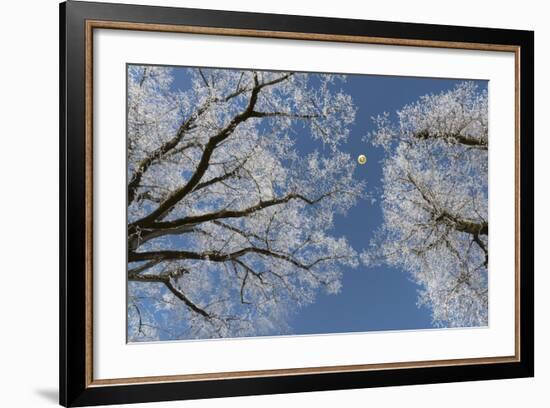 Hot-Air Balloon, Tree, Waltenhofen, Schwangau, Allgau, Bavaria, Germany-Rainer Mirau-Framed Photographic Print