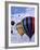 Hot Air Ballooning, Albuquerque, New Mexico, USA-Paul Sutton-Framed Photographic Print