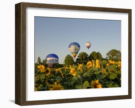 Hot Air Ballooning over Fields of Sunflowers in the Early Morning, Charente, France, Europe-Groenendijk Peter-Framed Photographic Print