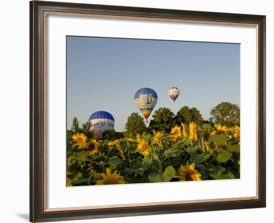 Hot Air Ballooning over Fields of Sunflowers in the Early Morning, Charente, France, Europe-Groenendijk Peter-Framed Photographic Print