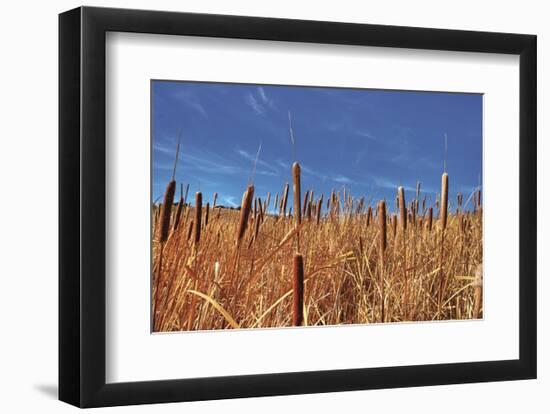 Hot Dog Reeds-Bob Larson-Framed Art Print