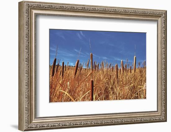 Hot Dog Reeds-Bob Larson-Framed Art Print