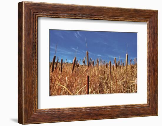 Hot Dog Reeds-Bob Larson-Framed Art Print