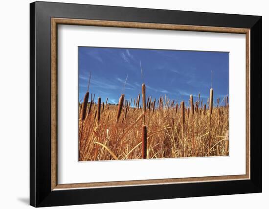 Hot Dog Reeds-Bob Larson-Framed Art Print