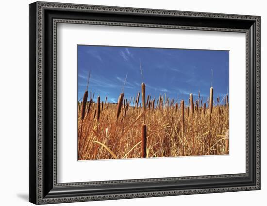 Hot Dog Reeds-Bob Larson-Framed Art Print