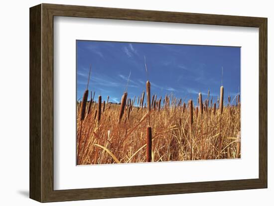 Hot Dog Reeds-Bob Larson-Framed Art Print