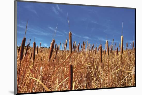 Hot Dog Reeds-Bob Larson-Mounted Art Print