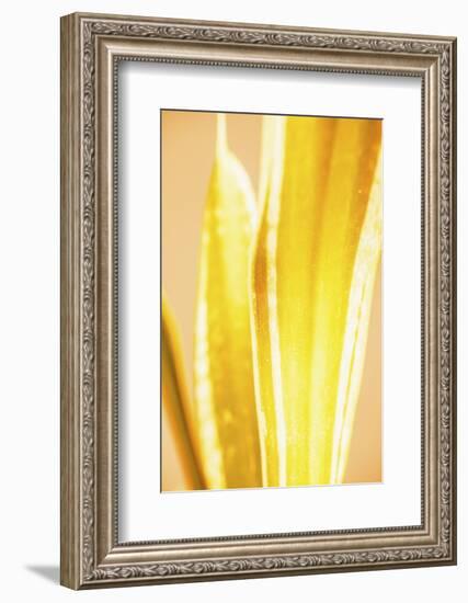 Hot House II-Renée Stramel-Framed Photographic Print