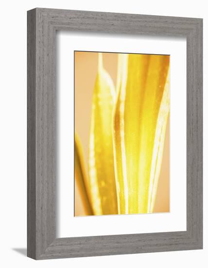 Hot House II-Renée Stramel-Framed Photographic Print