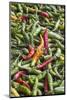 Hot Peppers of Various Color Used as Food in Indian Cuisine-Roberto Moiola-Mounted Photographic Print