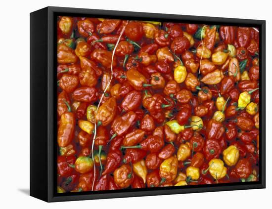 Hot Red Pepper at the Local Market, Madagascar-Michele Molinari-Framed Premier Image Canvas