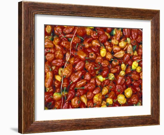 Hot Red Pepper at the Local Market, Madagascar-Michele Molinari-Framed Photographic Print