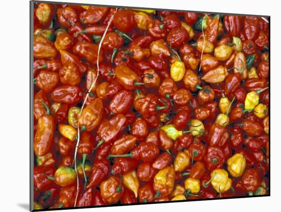 Hot Red Pepper at the Local Market, Madagascar-Michele Molinari-Mounted Photographic Print